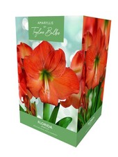 Amaryllis Gift Box - Florida