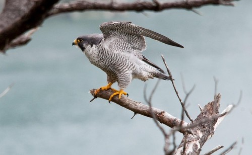 Peregrine falcon glossy poster - peregrine,