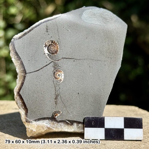 Promicroceras ammonite fossil - promicroceras,