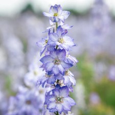 Delphinium consolida fancy - delphinium,