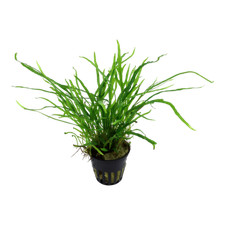 Microsorum pteropus trident - microsorum,