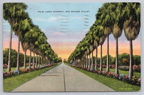 Palm lined highway - lined, grande