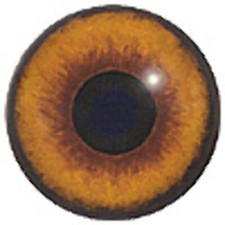 Round Pupil Dome Shape Glass
