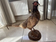Taxidermy pheasant female - pheasant-,