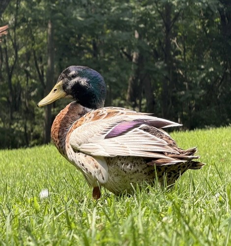 Mixed flock duck - 10,