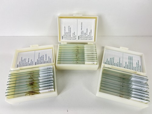 Prepared microscope slides - microscope,