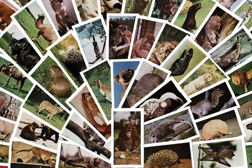 Wild animals horniman co - &,