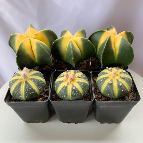 Astrophytum variegated - astrophytum,