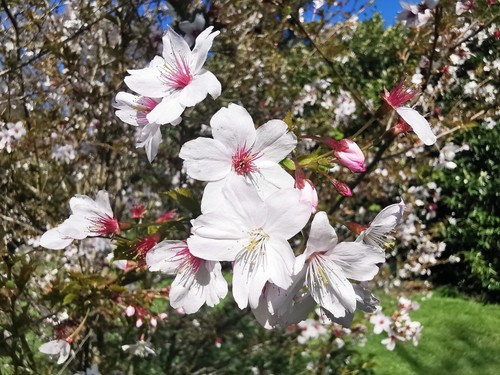 Prunus incisa fuji - prunus, cherry