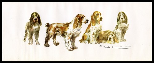 English cocker spaniel - cocker,