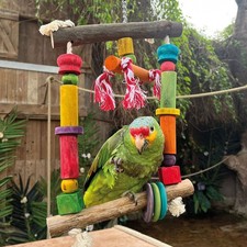 Activity swing parrot - activity,
