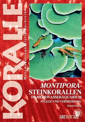 Montipora steinkorallen - montipora-steinkorallen, im