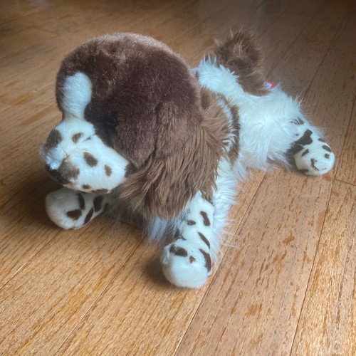 Douglas springer spaniel - douglas,