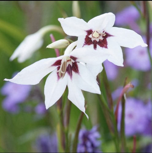 Acidanthera peacock - 60,