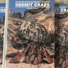 Land hermit crabs - land,
