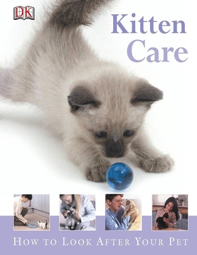 Kitten care how - kitten, after