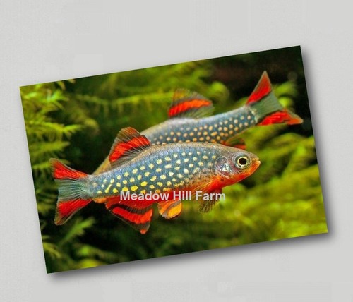 Fridge magnet tropical - fridge,