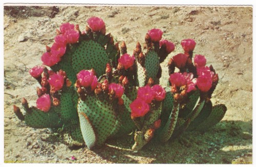 Beaver tail prickly pear - tail,