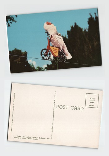 Vintage postcard pinkie the - vintage,