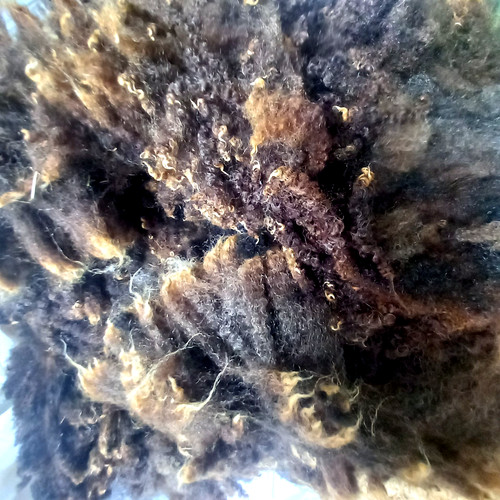 500g pure bred - bred, x