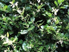 Quercus Ilex  9cm pot  -