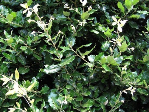 Quercus ilex 9cm pot - ilex,