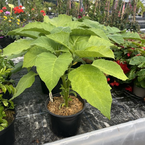 Brugmansia arboreal double - brugmansia,