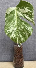 Monstera Deliciosa Albo Highly