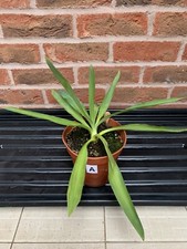 Yucca plant indoor house - (a),