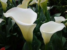Zantedeschia aethiopica arum - aethiopica, (arum