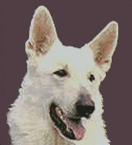 White german shepherd counted - german,