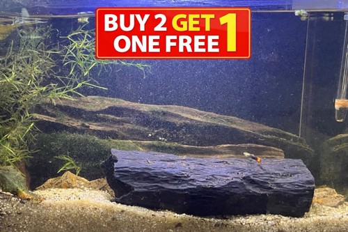 Pleco breeding cave hide - breeding,
