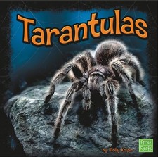 Tarantulas (Spiders) -