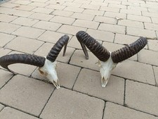 taxidermy mouflon skull head