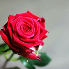 10 pcs  Red Rose Flower seeds