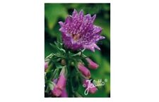 Purple Monster Foxglove - Digitalis purpurea 'Monstrosa Purple' - 100 Seeds