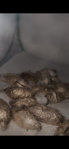 Ghost moth cocoon - moth,