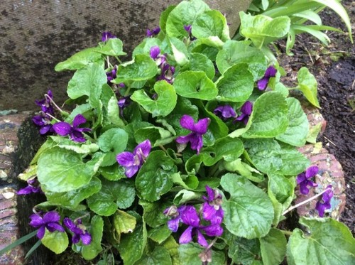 Wild violets viola - wild,