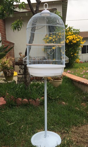 Round dome bird flight - round,