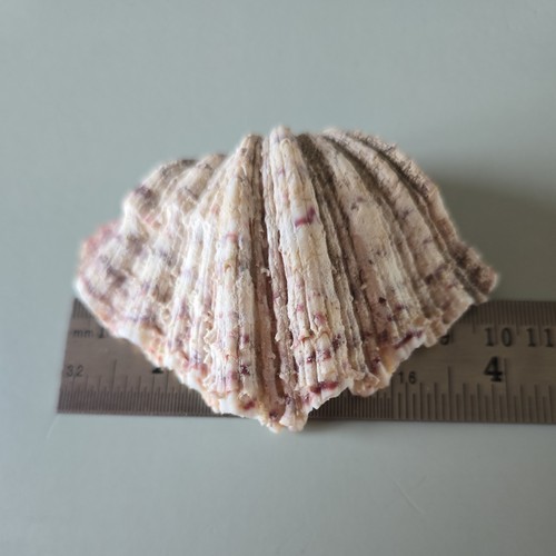Vintage strawberry bear claw - vintage,