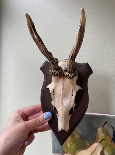 Vintage taxidermy deer skull - taxidermy,