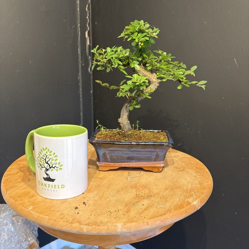 Bonsai tree shape - bonsai, elm