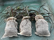 Ophiopogon planiscapus