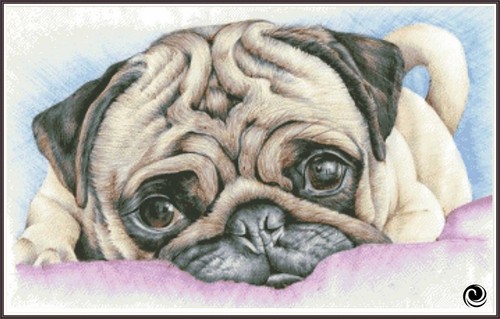 Pug puppy chart - pug,