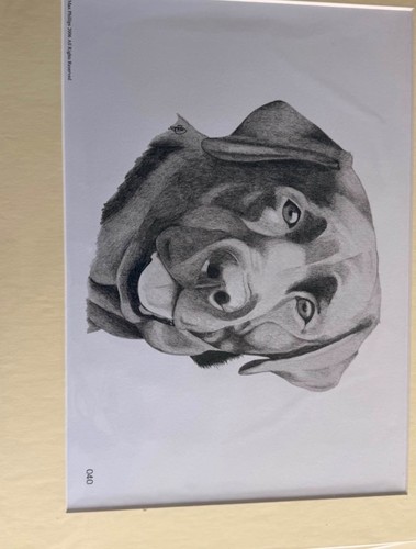 Max phillips black labrador - max,