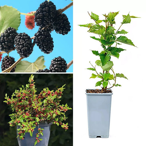 Morus mojo berry dwarf - berry,