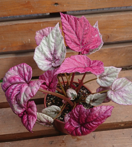 Begonia inca flame - begonia,