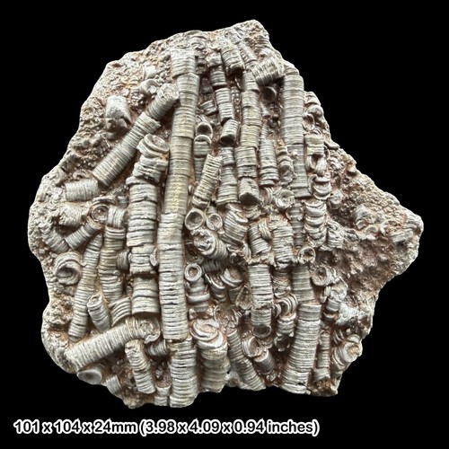 Scaphycrinites elegans fossil - elegans,