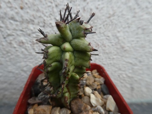 Euphorbia horrida monstrosus - euphorbia,