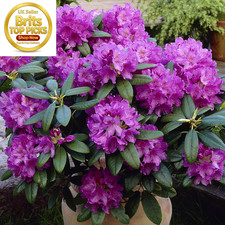 Rhododendron catawbiense - rhododendron,